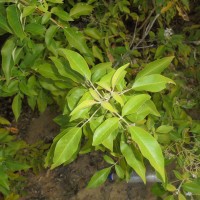 Vitex trifolia subsp. trifolia